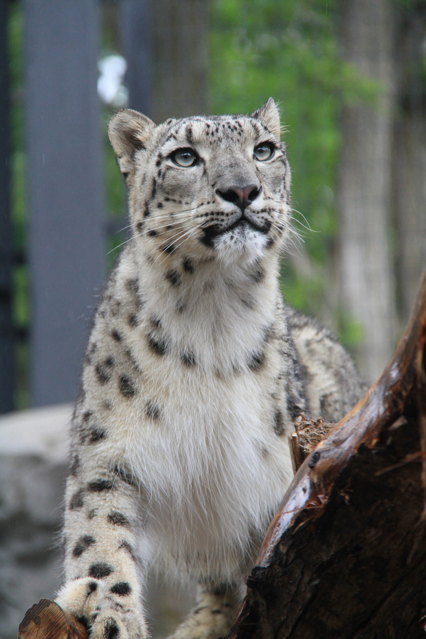 Snow leopard standing calmly with alert expression